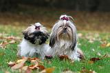 SHIH TZU 116